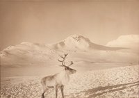 2018-3001_kitsjbilder-017_1.jpg (2018-3001_kitsjbilder-017_2.jpg)